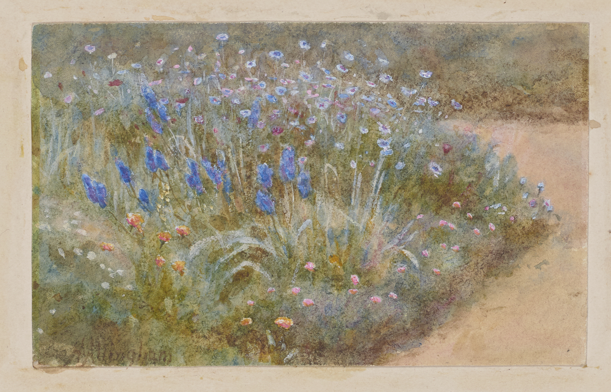 Blue Flowers in a Rock Garden